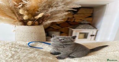 British Shorthair cats - Advert 1
