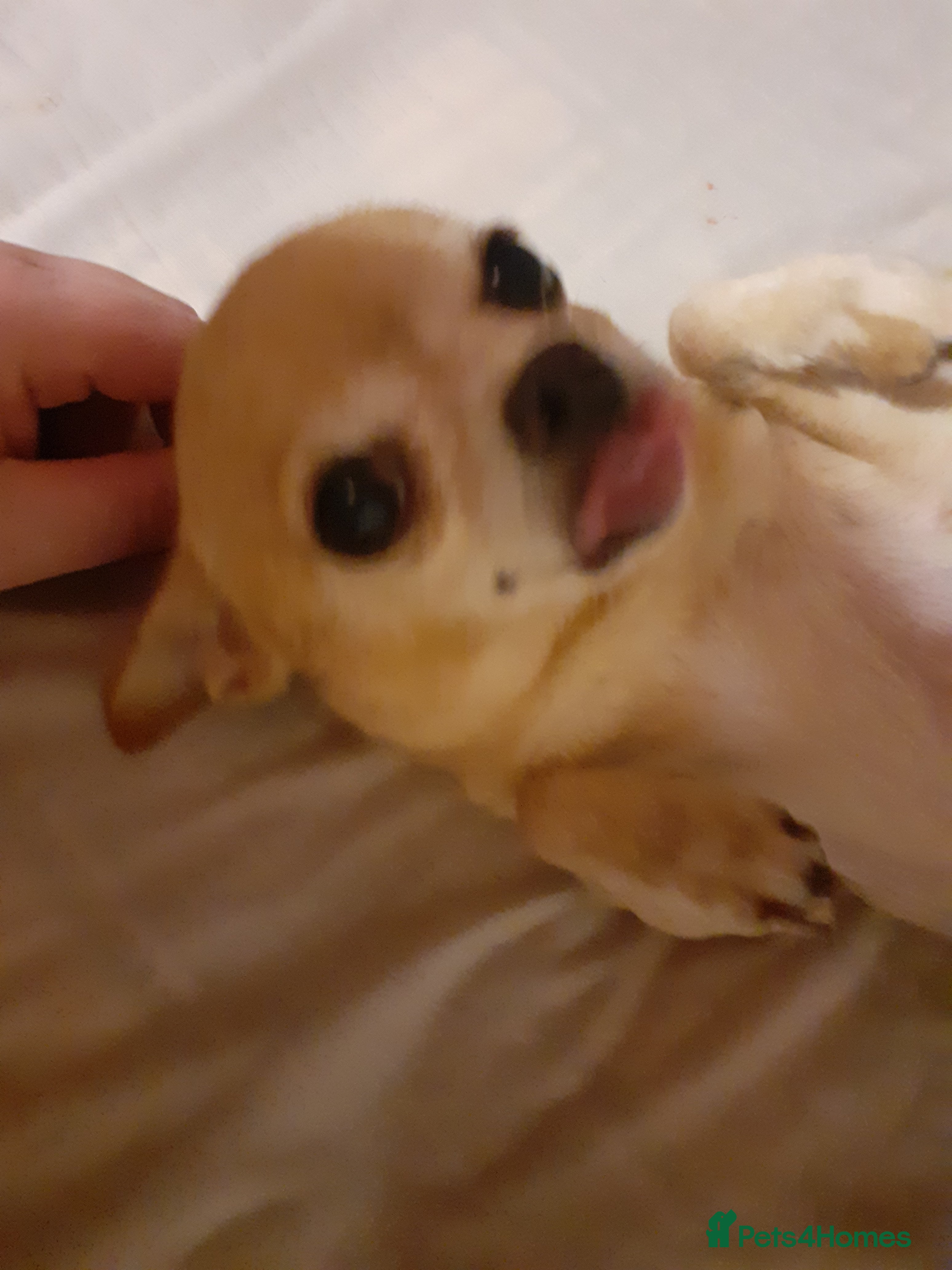 Chihuahua dogs Beautiful girl chuhuwa puppy's  - Advert 7