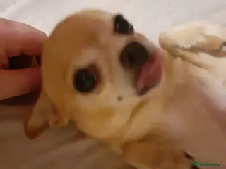 Chihuahua dogs Beautiful girl chuhuwa puppy's - Advert 7