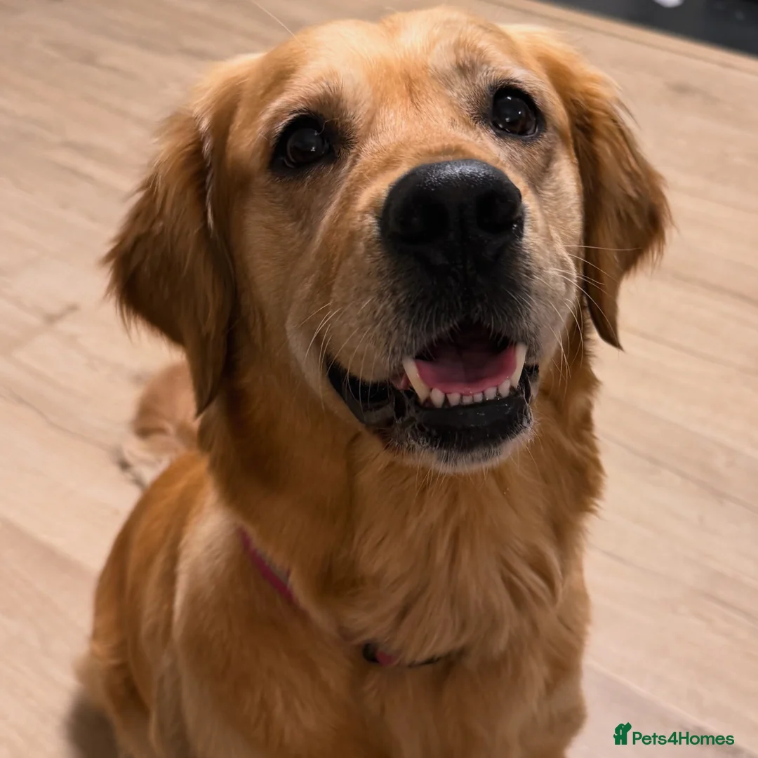 Golden Retriever dogs for sale: 🐾 Beautiful Golden Retriever Puppies family home - Advert 3