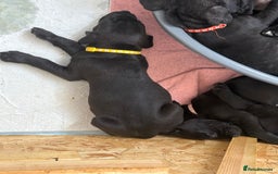 Mixed Breed dogs for sale: Cane Corso x boerboel  - Image 18