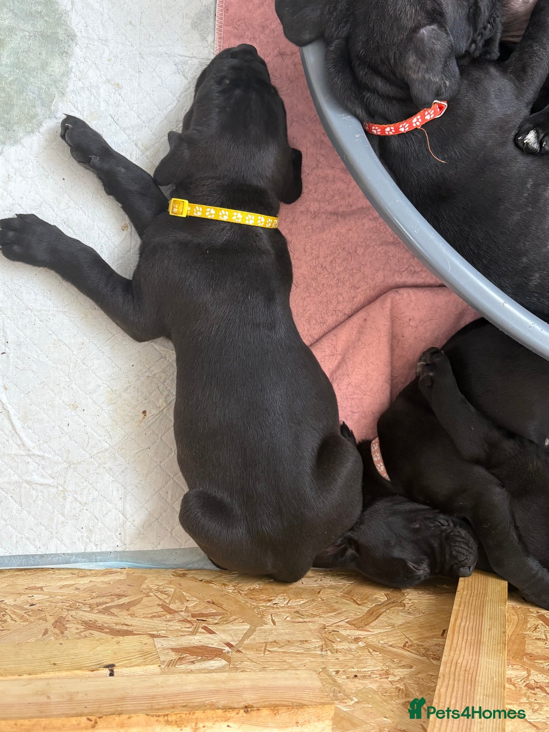 Mixed Breed dogs for sale: Cane Corso x boerboel  - Image 18