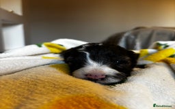 Cavapoochon dogs for sale: 🐶Exceptional cavapoochon pup's🐶 - Advert 9