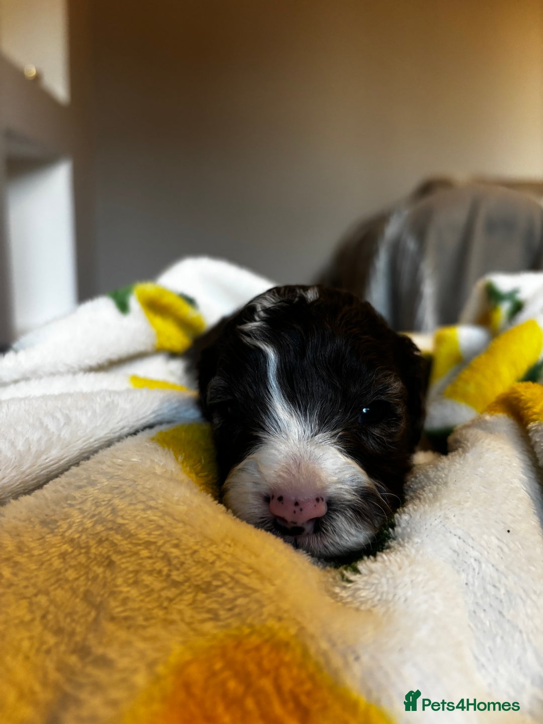 Cavapoochon dogs for sale: 🐶Exceptional cavapoochon pup's🐶 - Advert 9