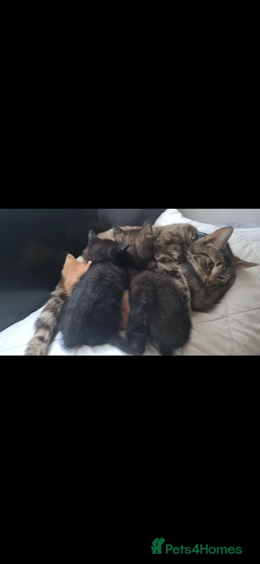 Mixed Breed cats for sale: Kittens  - Advert 12