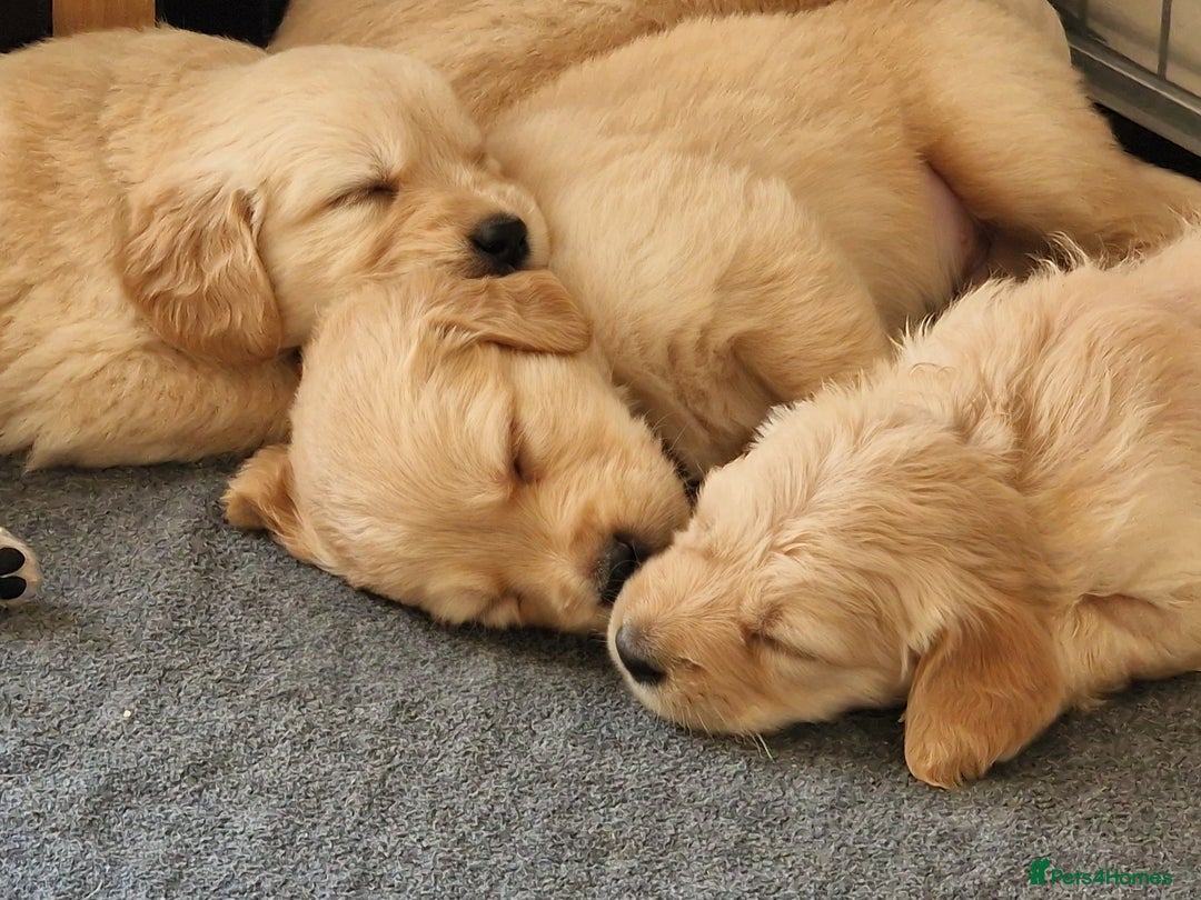 Golden Retriever dogs for sale: Golden Retriever puppies  in Lee-on-the-Solent - Image 8
