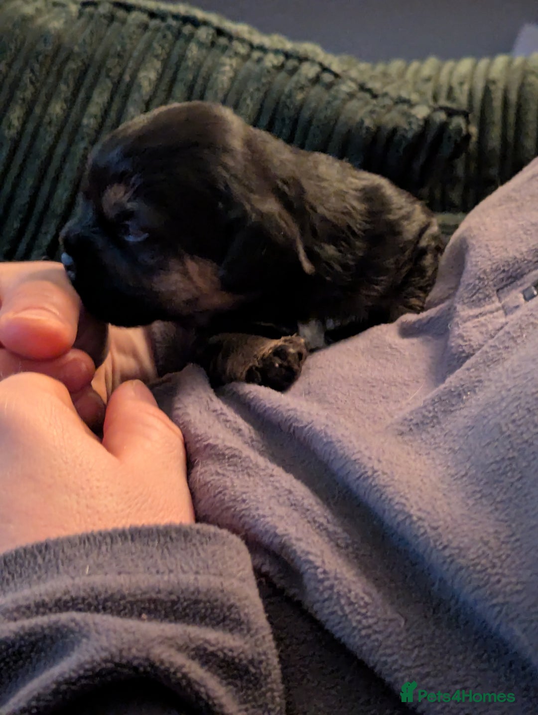 Border Terrier dogs for sale: KC Reg Border Terrier pups - Advert 9