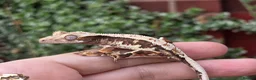 Gecko reptiles for sale: Crested geckos  - Advert 4