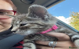 Domestic Shorthair cats for sale: Beautiful kitten  - Image 3