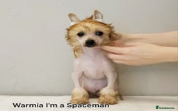 Chinese Crested dogs for stud: Julien INSOLITE FAMILIER import Pl  - Advert 26