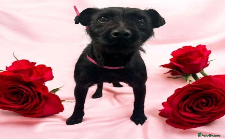 Patterdale Terrier dogs - Advert 15