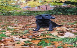 Labrador Retriever dogs for sale: Black labrador puppy for sale - Image 1