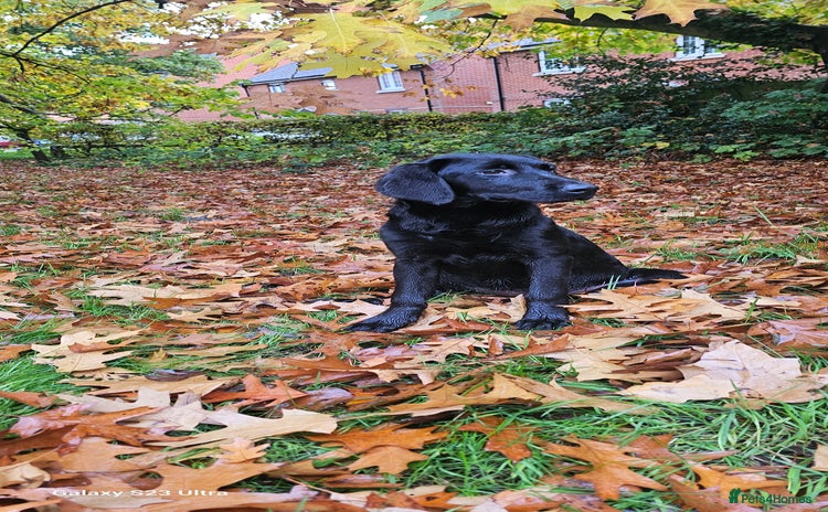 Labrador Retriever dogs - Advert 3