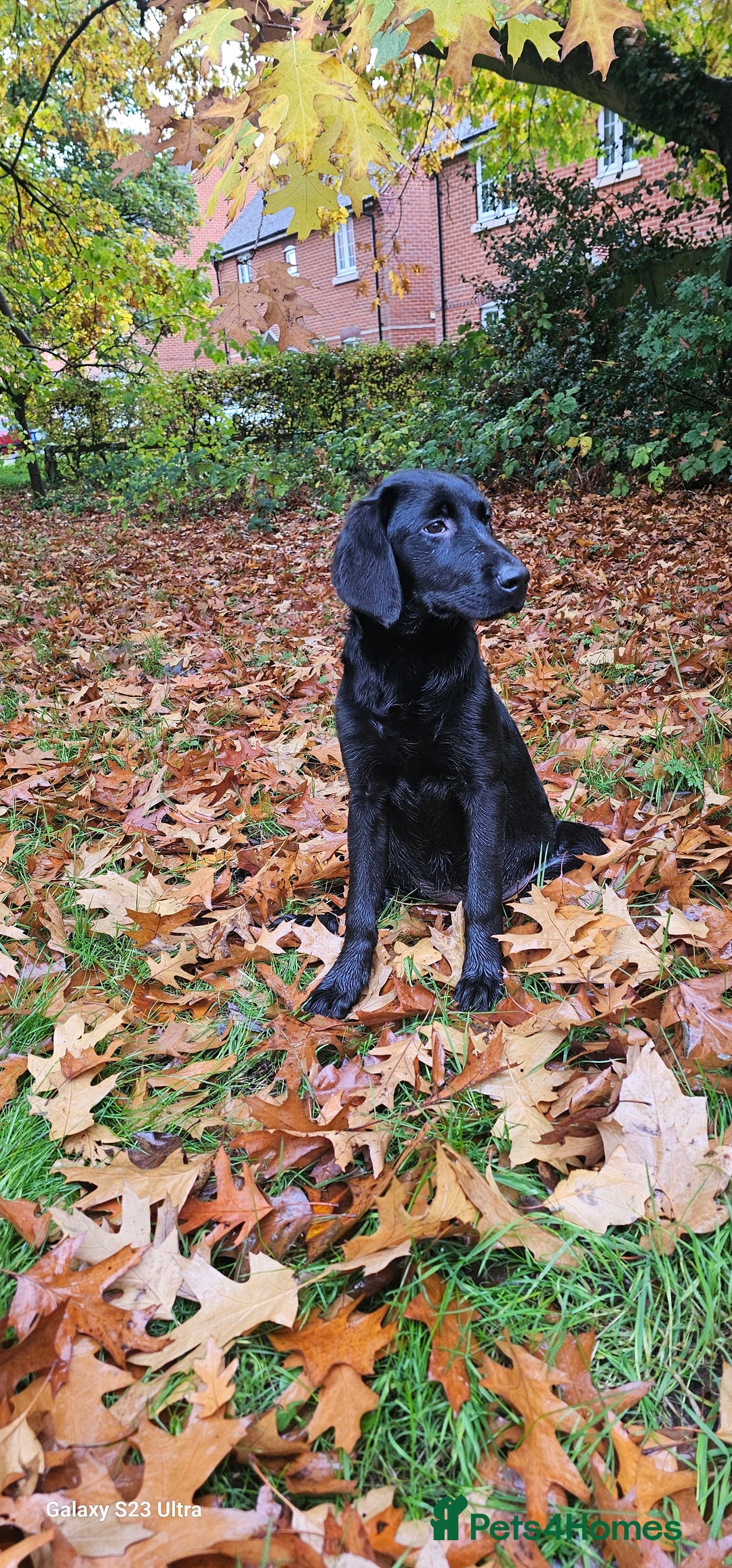 Labrador Retriever dogs for sale: Black labrador puppy for sale - Image 1