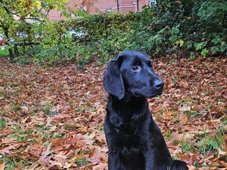 Labrador Retriever dogs - Advert 3