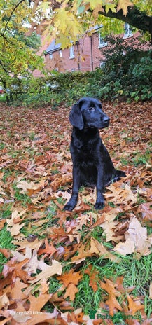 Labrador Retriever dogs - Advert 4