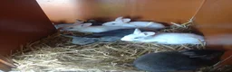 Mixed Breed rabbits for sale: Rex cross continental giant babies for sale in Dorchester - Advert 4