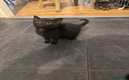 Mixed Breed cats for sale: Beautiful Kittens Ready now  - Image 7