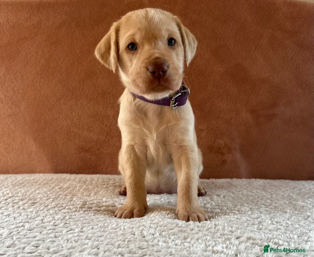 Mixed Breed dogs for sale: 1/9 F2 Weimador / Labmaraner  - Advert 21