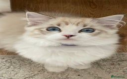 Ragdoll cats for sale: Ready now.   Ragdoll Kitten  - Image 1
