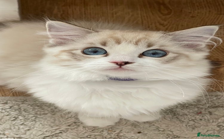 Ragdoll cats - Advert 1