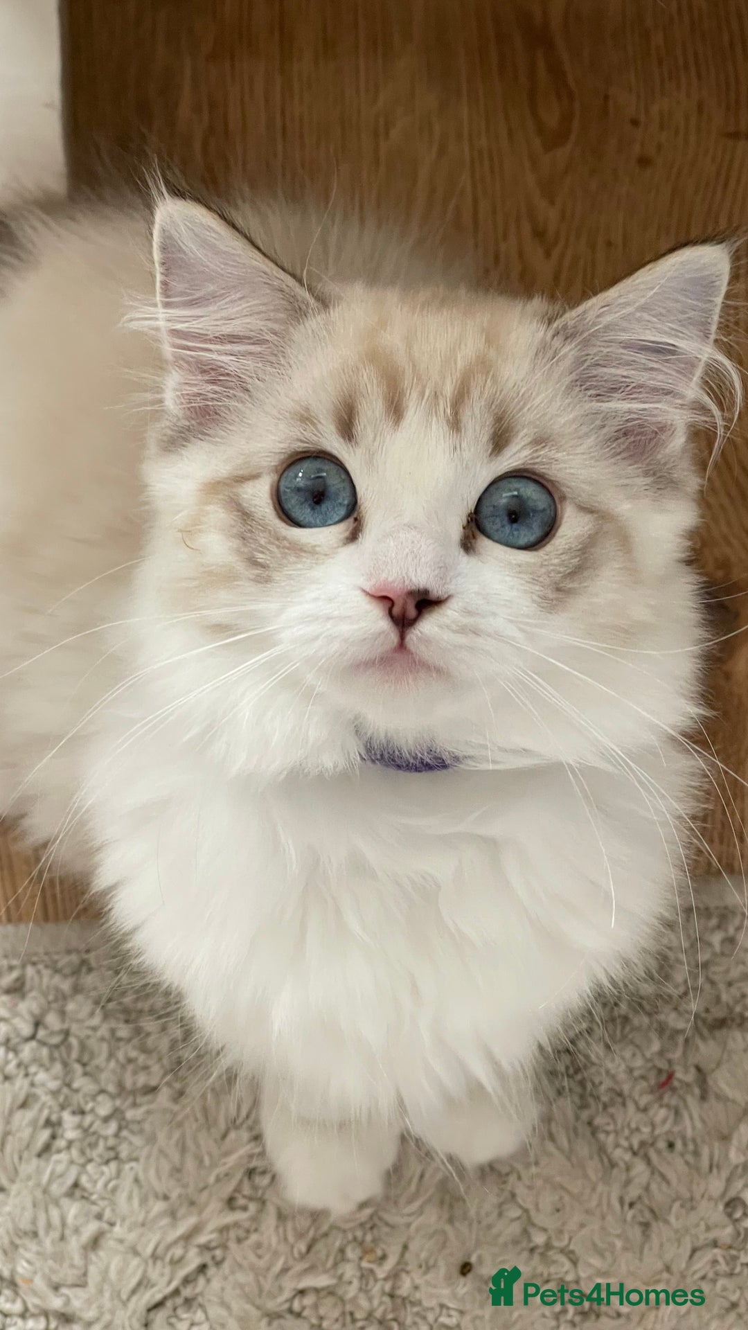 Ragdoll cats for sale: Ready now.   Ragdoll Kitten  - Image 1