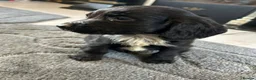 Cocker Spaniel dogs for sale: Beautiful Cockers  in Manchester - Advert 4
