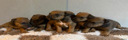 Mixed Breed dogs for sale: Lakeland x Russell pups  - Advert 1