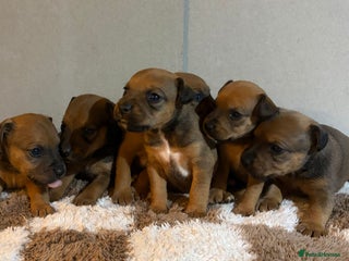 Mixed Breed dogs Lakeland x Russell pups - Advert 6