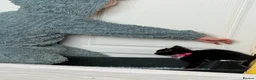 Domestic Shorthair cats for sale: Shorthair tuxedo kitten  in Wirral - Advert 3