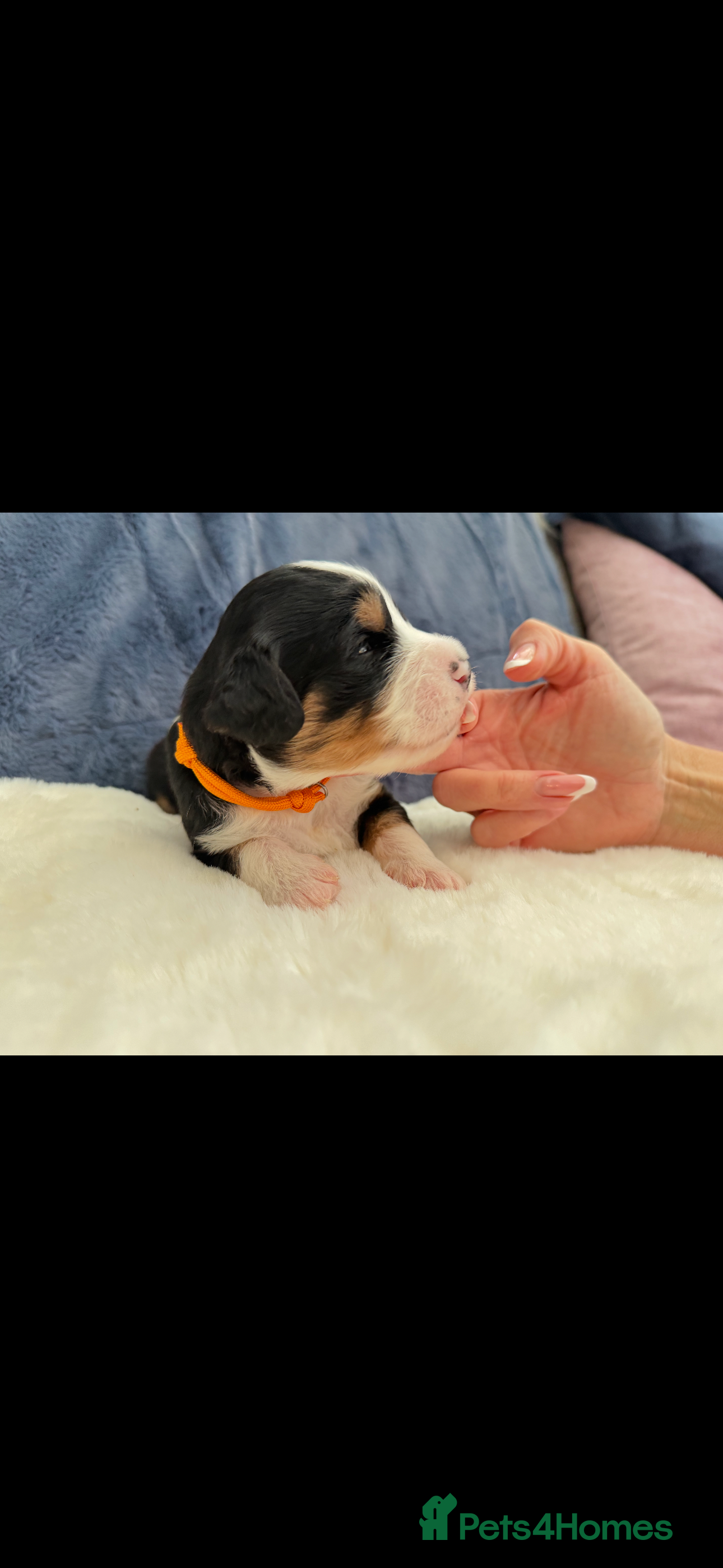 Bernedoodle dogs Gorgeous Bernedoodle puppies 🖤 - Advert 10