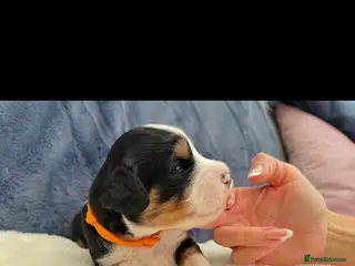 Bernedoodle dogs Gorgeous Bernedoodle puppies 🖤 - Advert 10