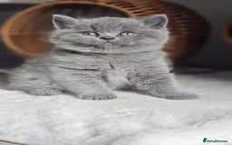British Shorthair cats for sale: (READY NOW) Show Quality Champions 🥇🏆BSH GCCF - Image 20