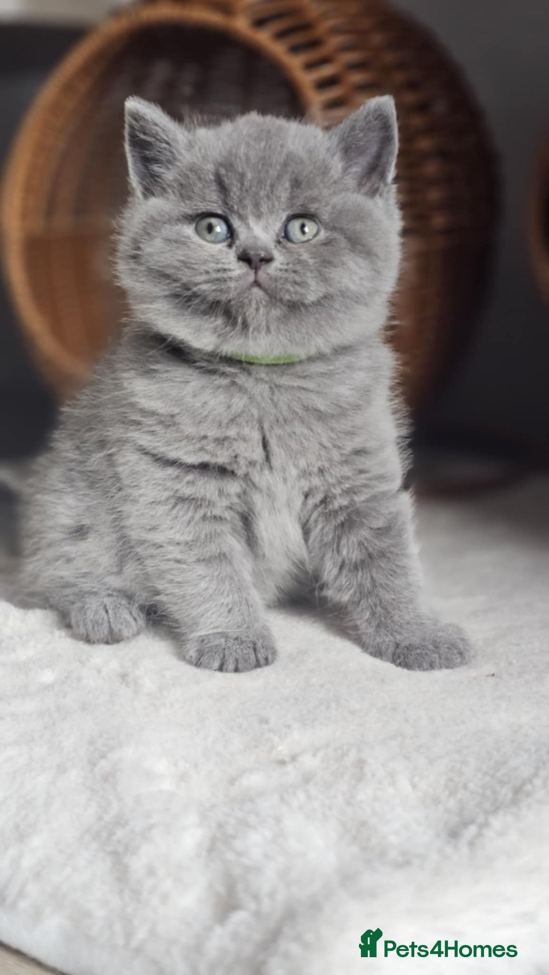 British Shorthair cats for sale: (READY NOW) Show Quality Champions 🥇🏆BSH GCCF - Image 20
