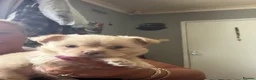Chihuahua dogs for sale: 2cuddly chi puppies  - Advert 6