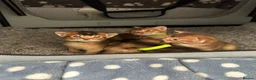 Abyssinian cats for sale: Abyssinian kittens 🌟😻🌟 - Advert 30