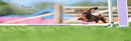 Dachshund dogs for stud: Miniature Smooth Dachshund Brindle KC reg in Nottingham - Advert 2