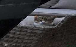 Mixed Breed cats for sale: 2 kittens need a loving home - Image 2