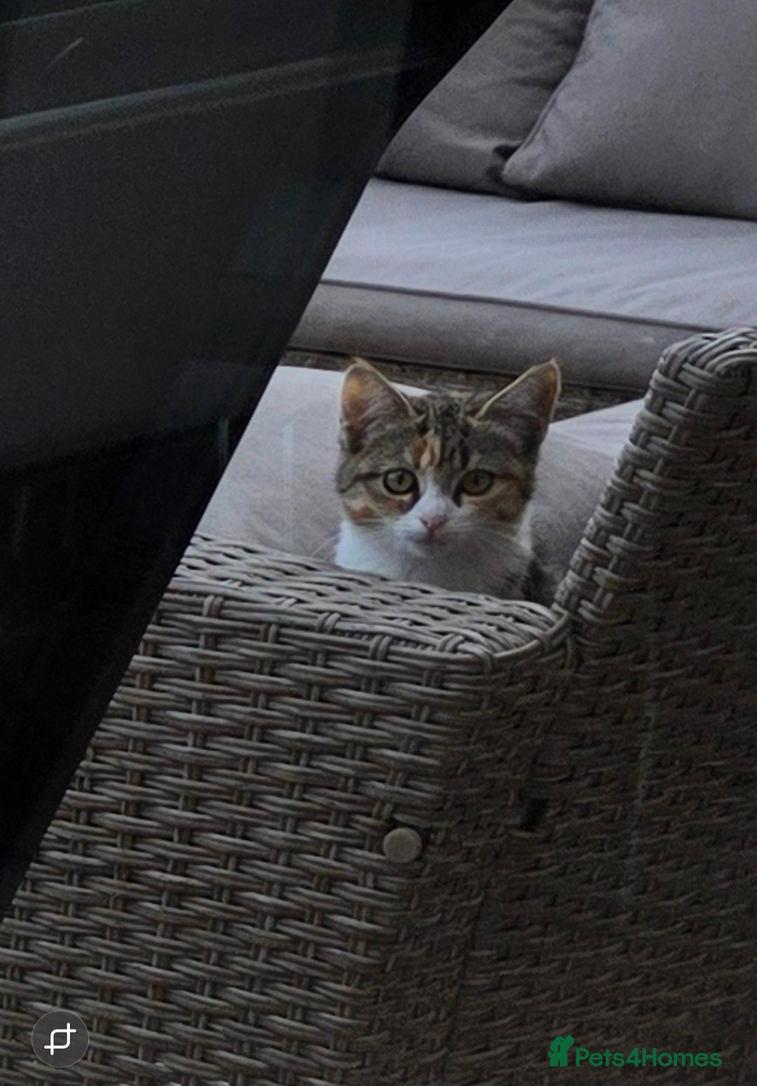Mixed Breed cats for sale: 2 kittens need a loving home - Image 2