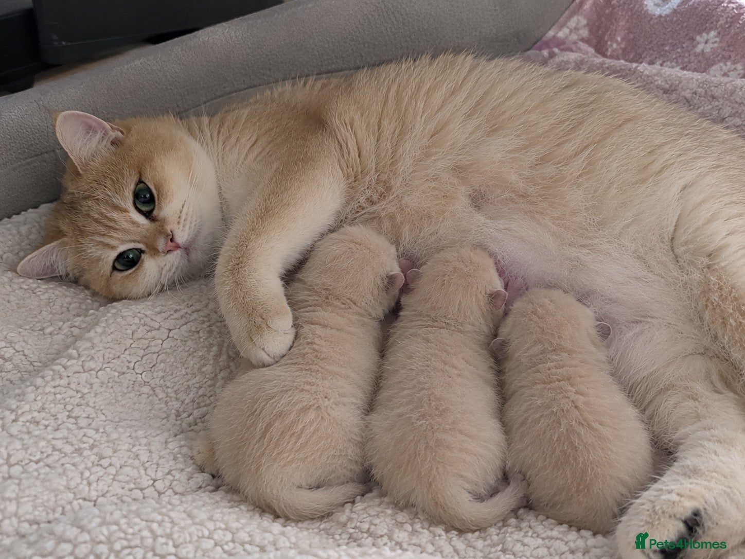 British Shorthair cats British shorthair kitten  - Advert 1