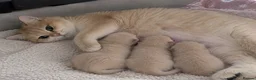 British Shorthair cats for sale: British shorthair kitten  - Advert 1