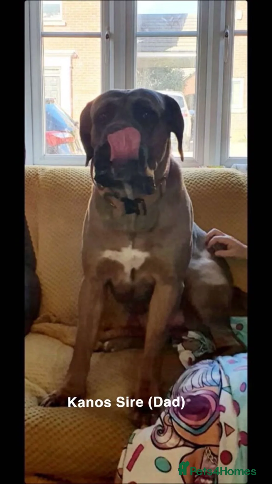 Cane Corso dogs for stud: 🔥Exceptional Formentino Cane Corso For Stud!🔥 in Waltham Abbey - Advert 10