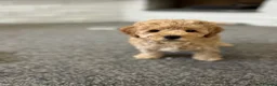 Toy Poodle dogs for sale: KC Toy Poodles Health Tested Parents - Advert 5