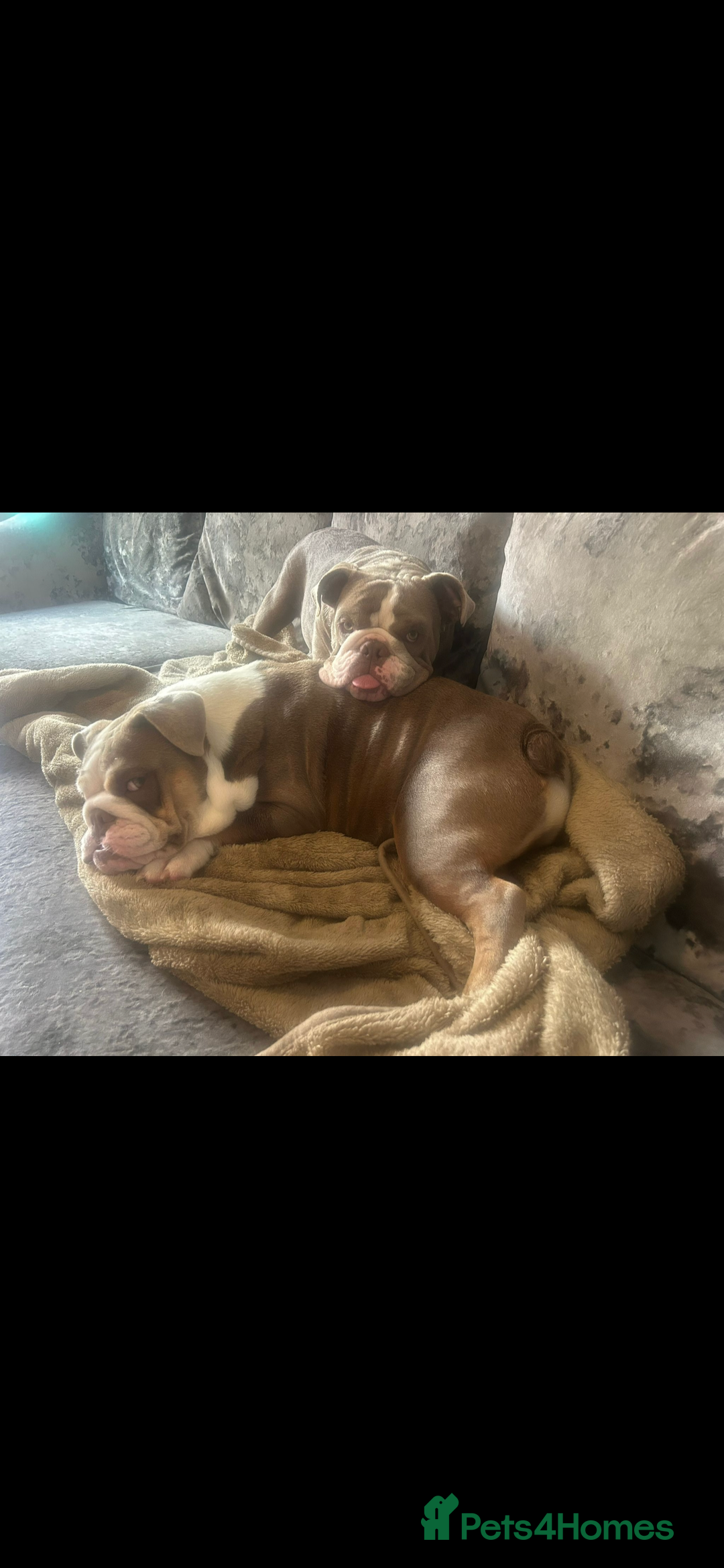 English Bulldog dogs for sale: British bulldogs one male one female  - Image 8