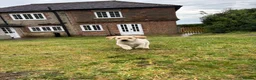 Labrador Retriever dogs for sale: Golden Labrador puppy  in Petworth - Advert 4