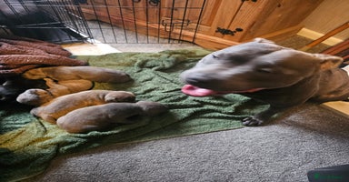 Staffordshire Bull Terrier dogs - Advert 8