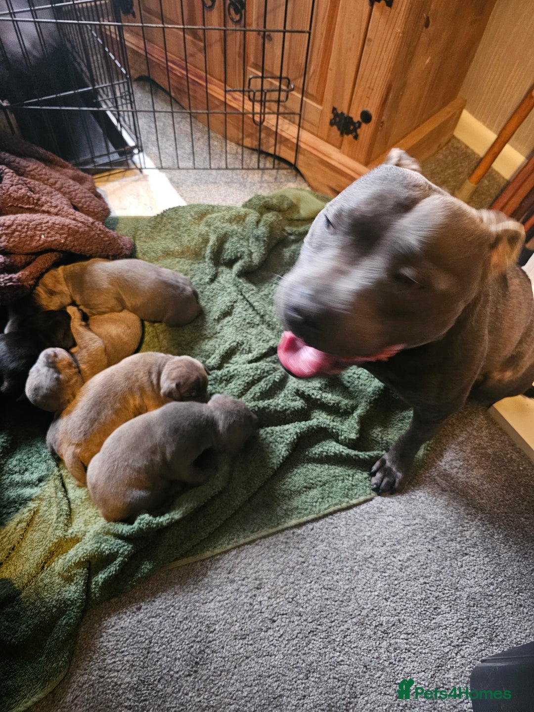 Staffordshire Bull Terrier dogs for sale: Staffordshire bull terrier  - Image 3