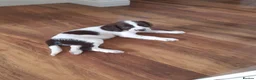 English Springer Spaniel dogs for sale: Kc registered English springer spaniel puppies - Advert 10