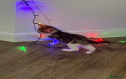 Mixed Breed cats for sale: Mixed breed Kittens  - Image 7