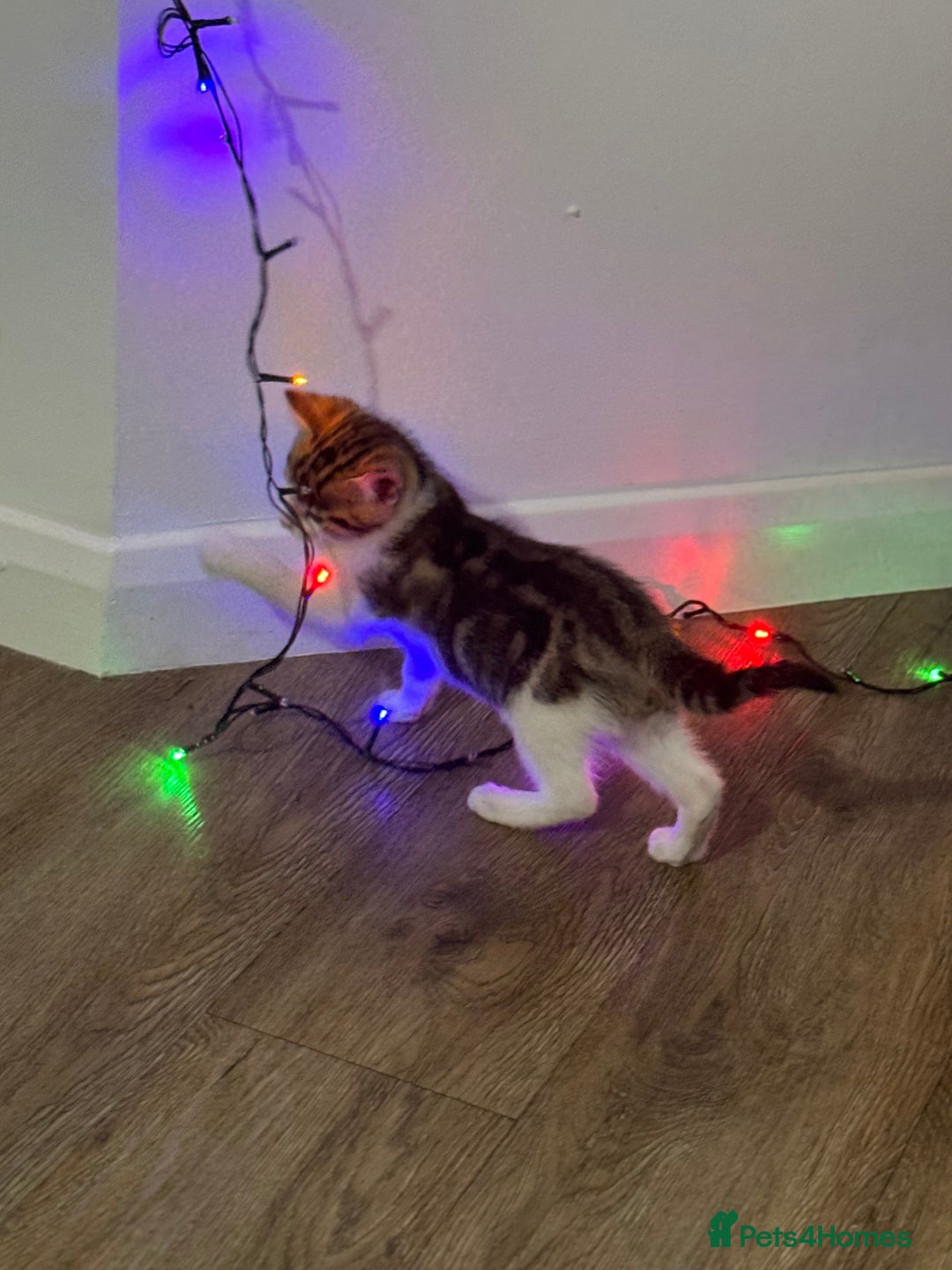Mixed Breed cats for sale: Mixed breed Kittens  - Image 7